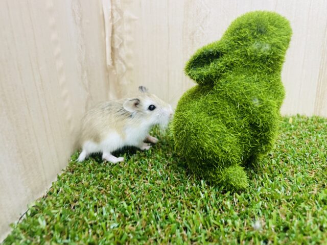 ロボロフスキーハムスター