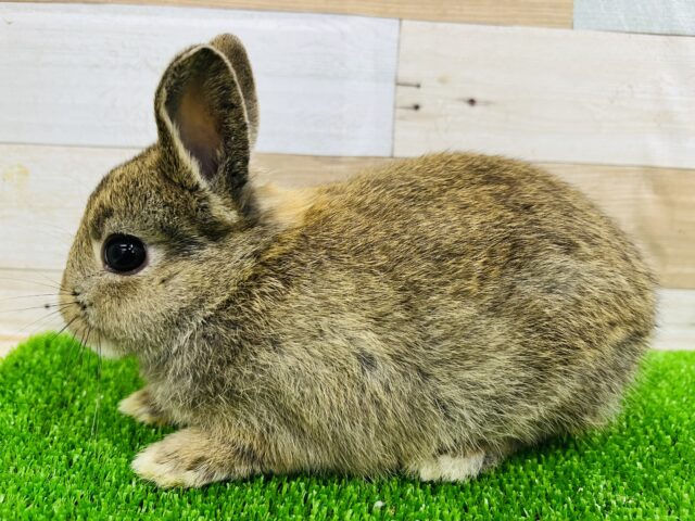 ネザーランドドワーフ