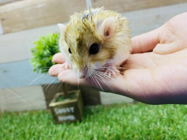 マカロニマウス（ファットテールジャービル、オブトアレチネズミ）