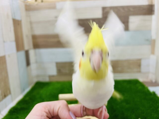 オカメインコ