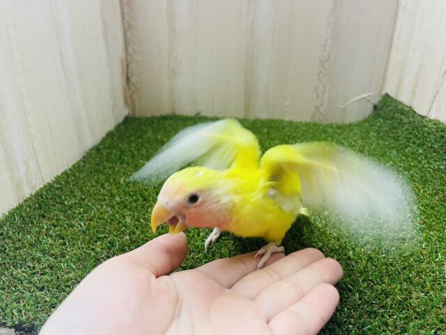 コザクラインコ（小桜インコ）