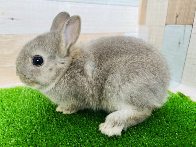 ネザーランドドワーフ