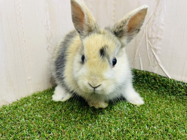 ネザーランドドワーフ