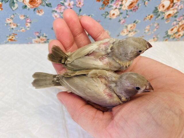 錦花鳥（キンカチョウ）