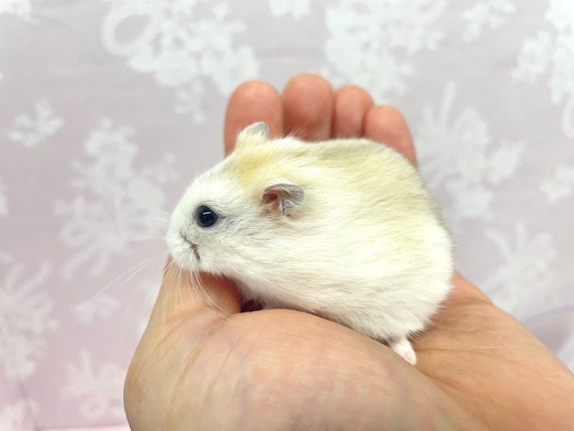 ジャンガリアン