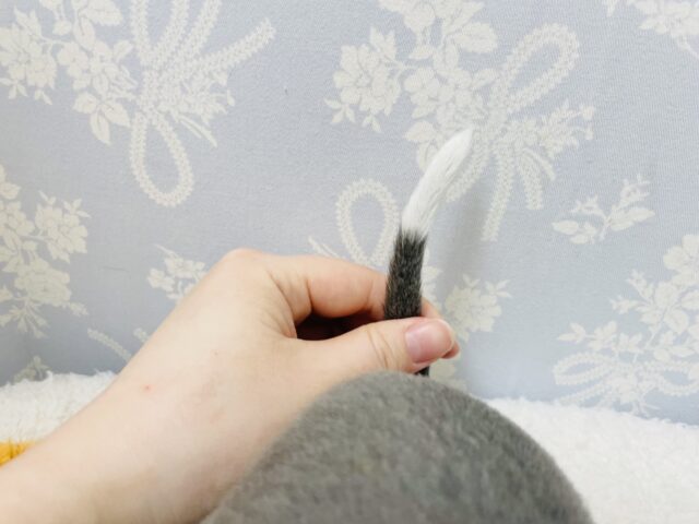 イタリアングレーハウンド