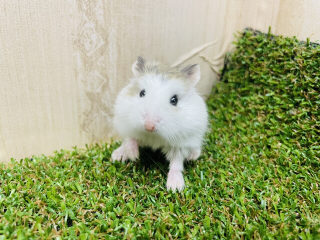 ロボロフスキーハムスター