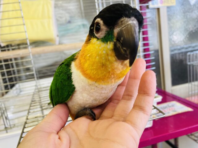 ズグロシロハラインコ