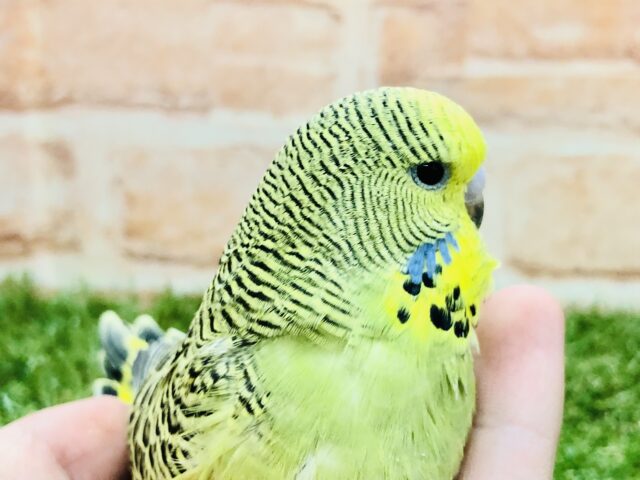 鋭い目つきでご飯を待ちます ジャンボセキセインコ R5 2/9撮影 ジャンボセキセイインコ