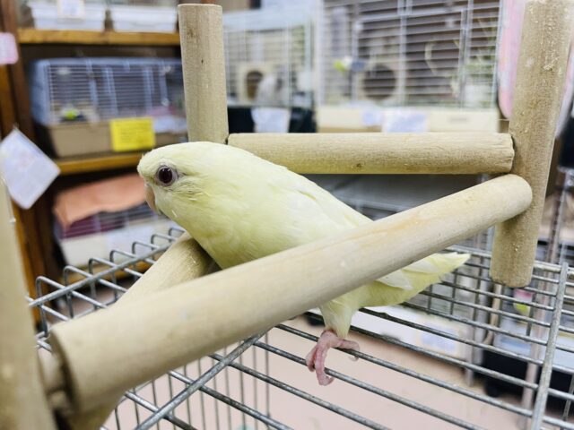 サザナミインコ