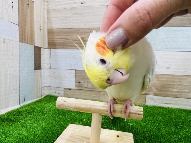 オカメインコ