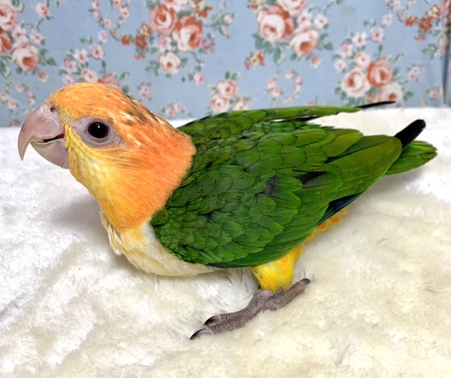 シロハラインコ