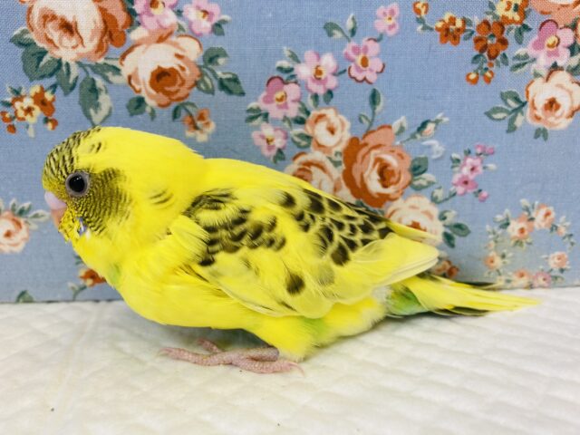 人気のハルクインさん再び❢ヒナちゃん入舎です❢🌻 セキセイインコ