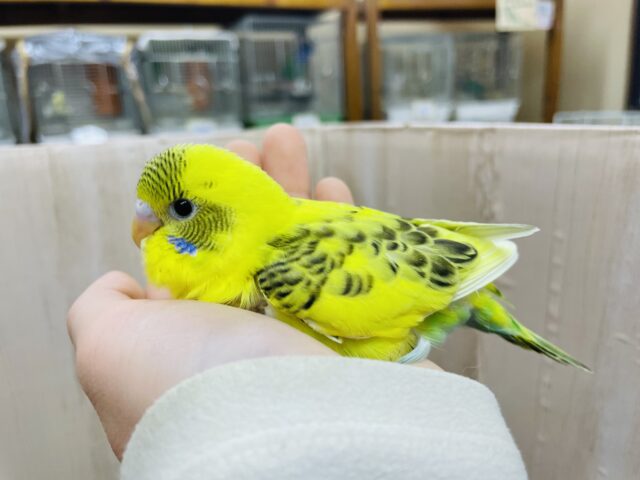 セキセイインコ