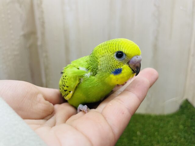 セキセイインコ