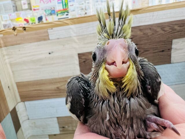 オカメインコ