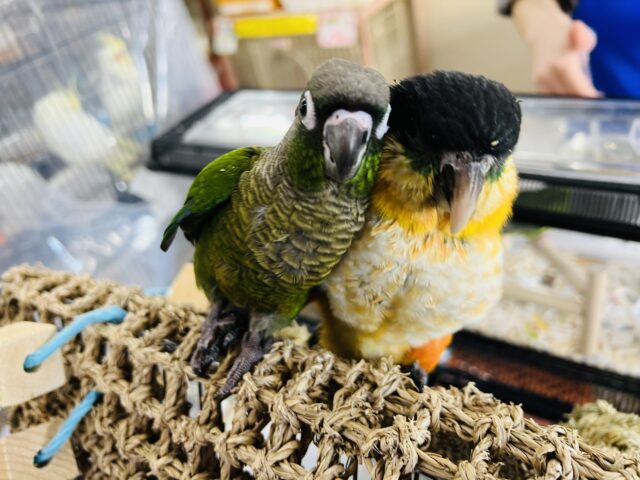 ズグロシロハラインコ