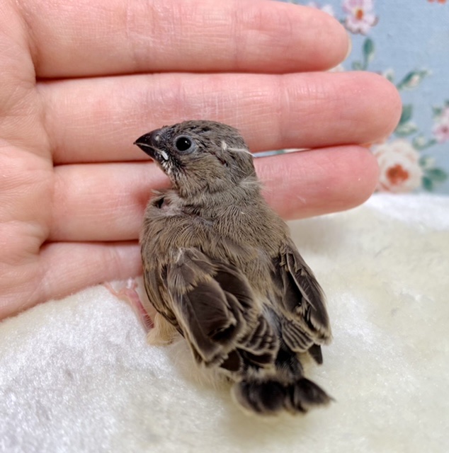 錦花鳥（キンカチョウ）