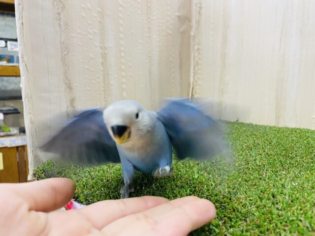 コザクラインコ（小桜インコ）