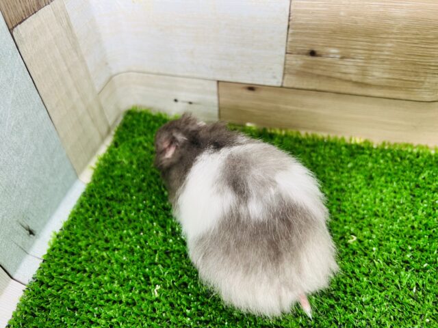 ゴールデンハムスター