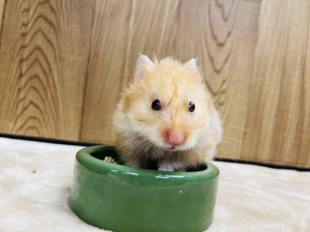 ゴールデンハムスター