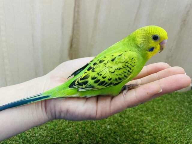 セキセイインコ