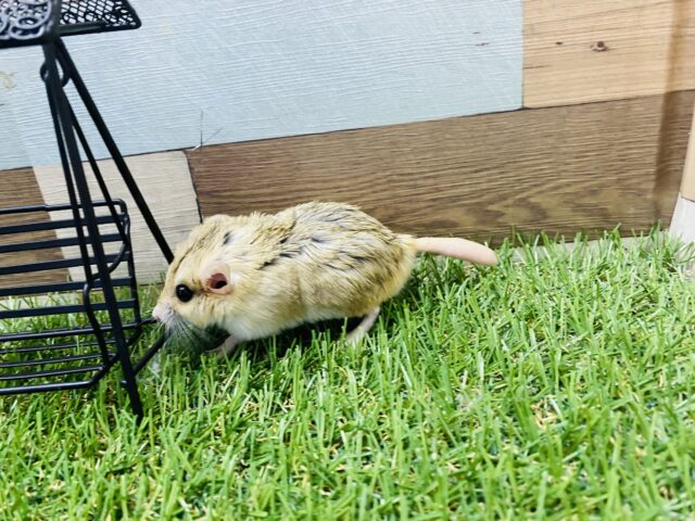 マカロニマウス（ファットテールジャービル、オブトアレチネズミ）