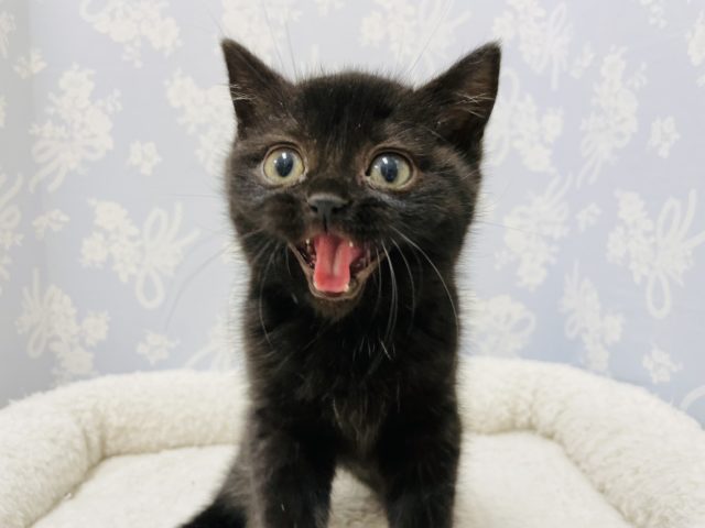 スコティッシュフォールド