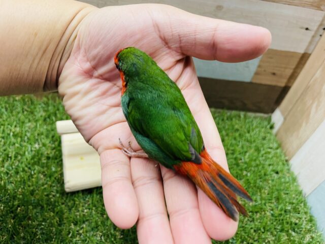 ヒノマルチョウ（日の丸鳥）