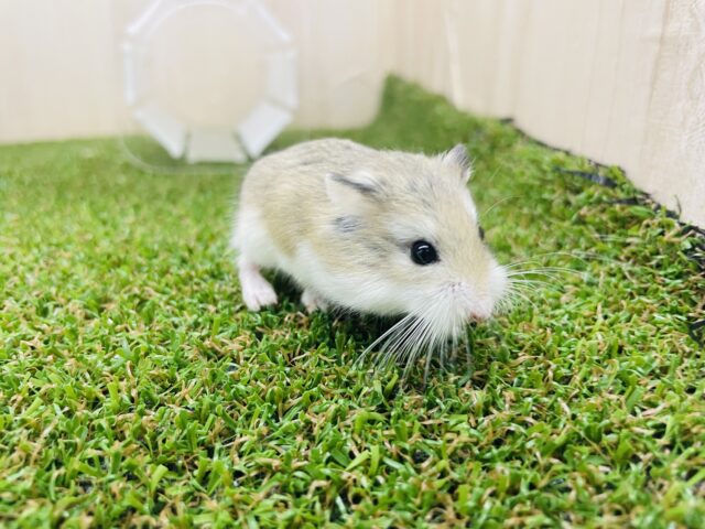 ロボロフスキーハムスター