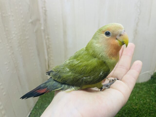コザクラインコ（小桜インコ）