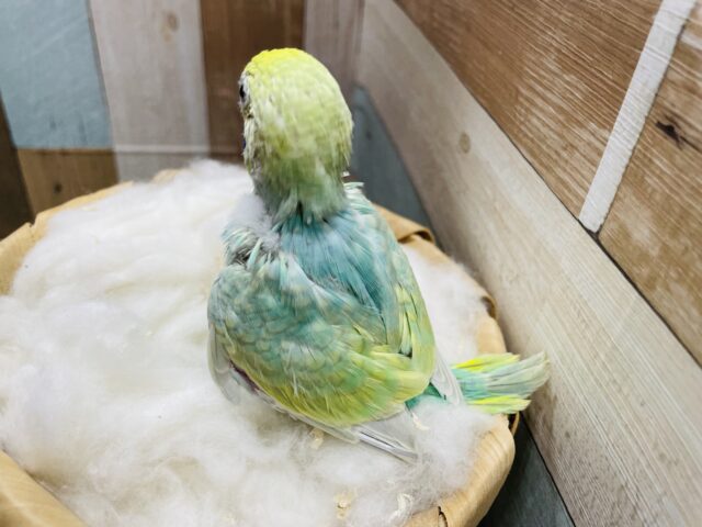 セキセイインコ