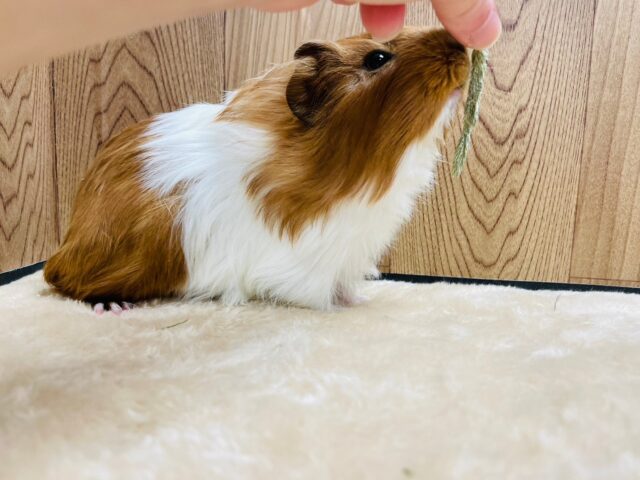 シェルティモルモット