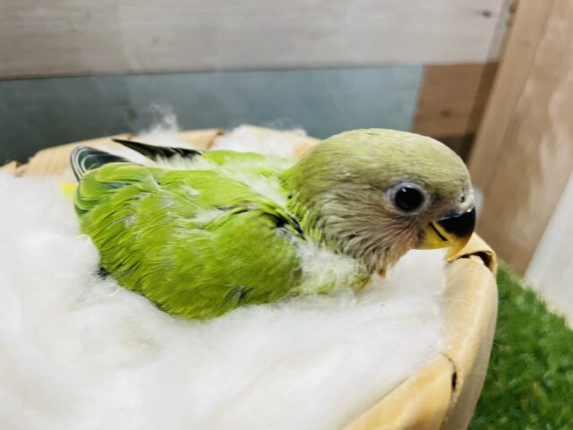 コザクラインコ（小桜インコ）