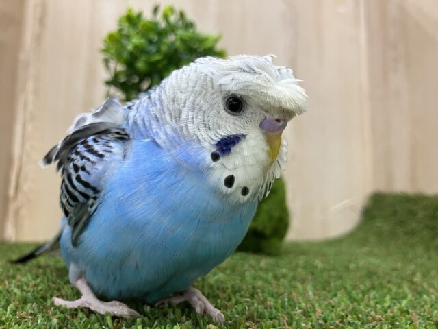 羽衣セキセイインコ