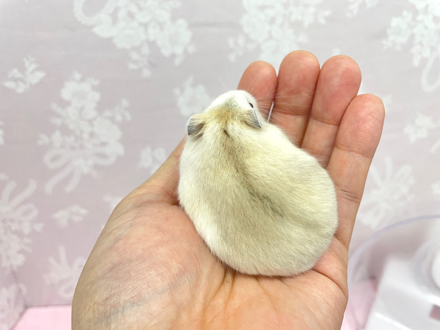 ジャンガリアン