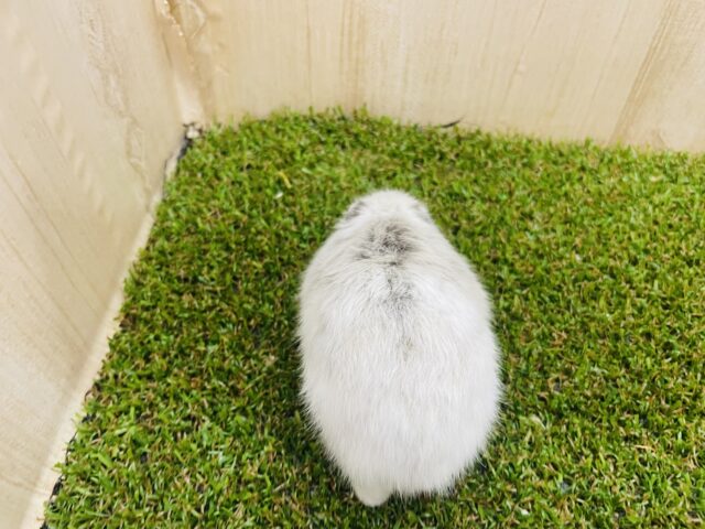 ジャンガリアン