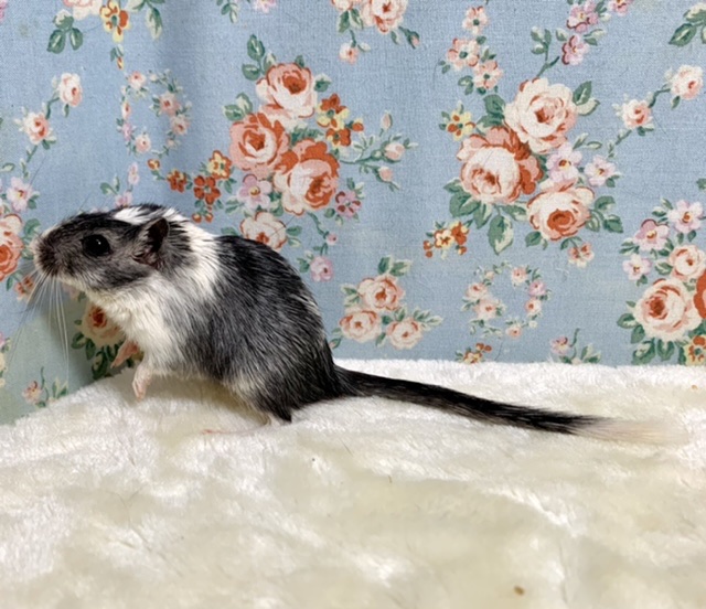 カラージャービル（スナネズミ）