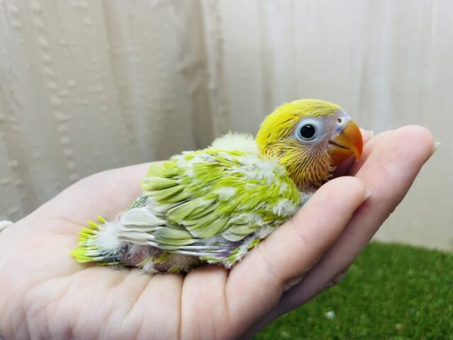 ヤマブキボタンインコ