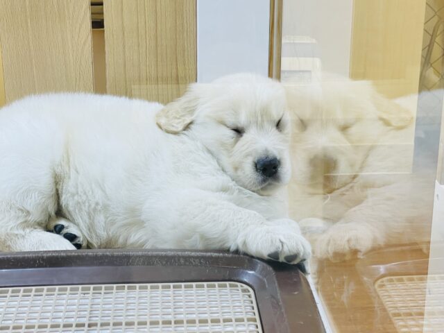 ゴールデンレトリバー