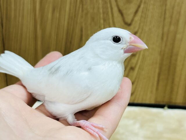 白文鳥