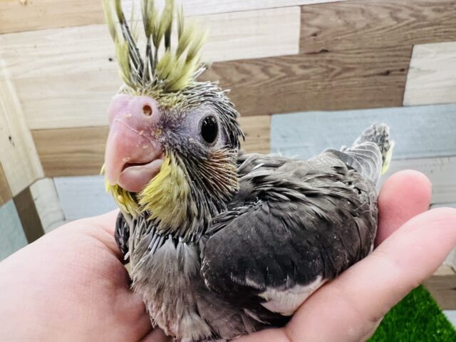 オカメインコ