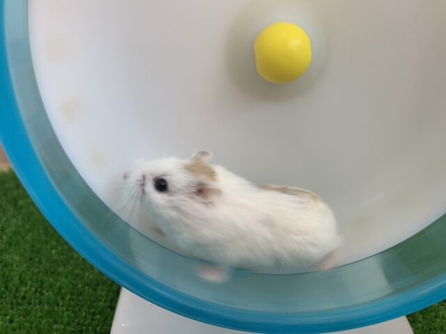ロボロフスキーハムスター