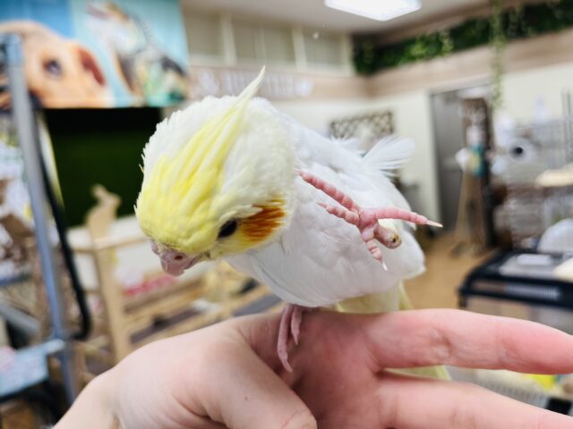 オカメインコ