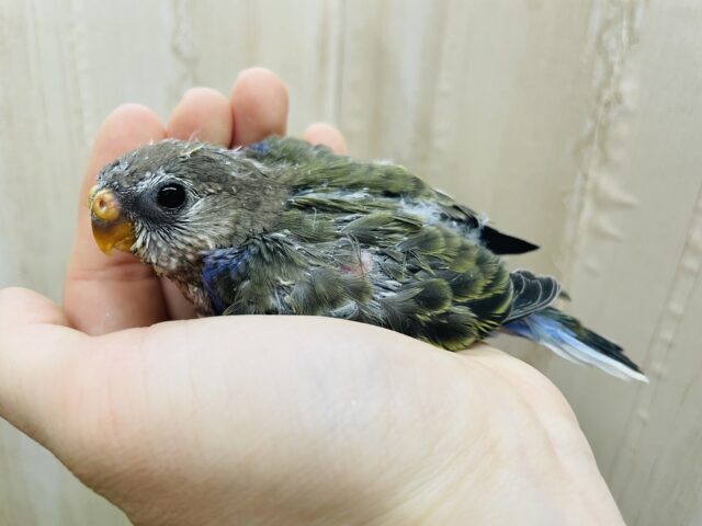 アキクサインコ（秋草インコ）