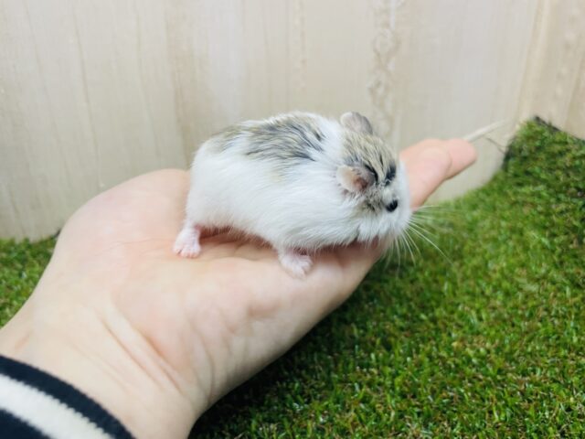 ロボロフスキーハムスター