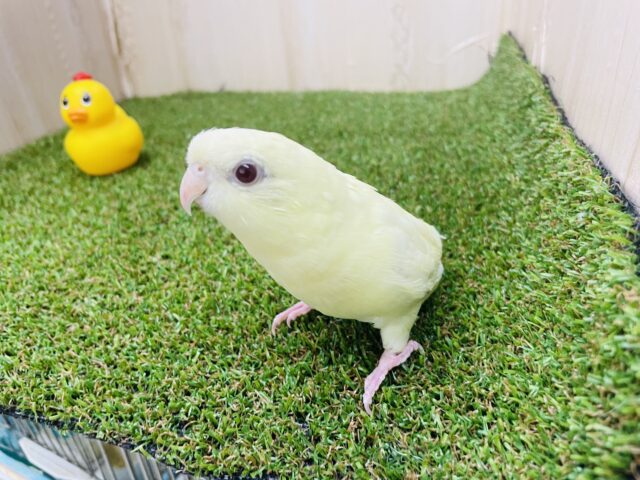 サザナミインコ