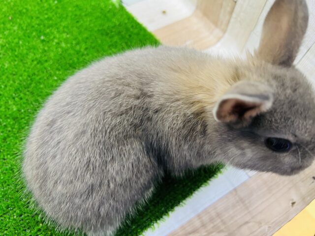 ネザーランドドワーフ