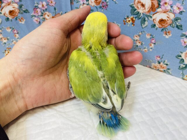 コザクラインコ（小桜インコ）