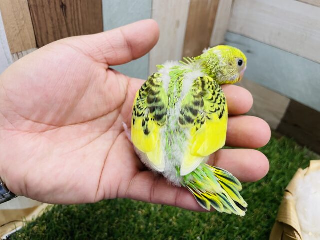 セキセイインコ